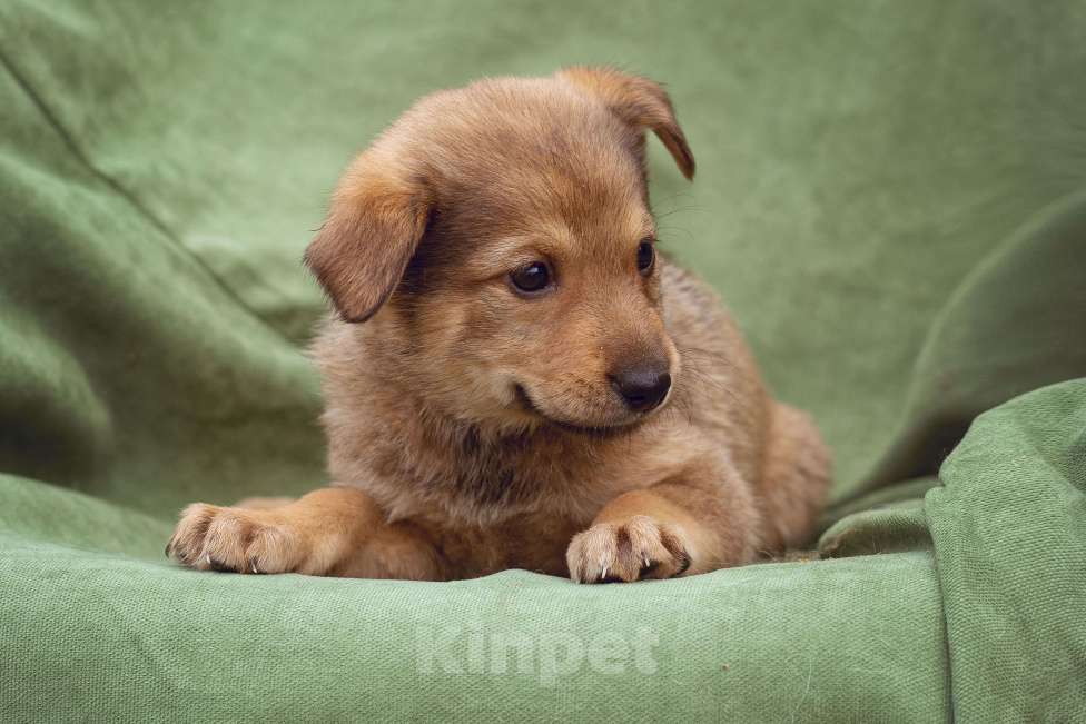 Собаки в Москве: щенок Верба ищет семью Девочка, Бесплатно - фото 5