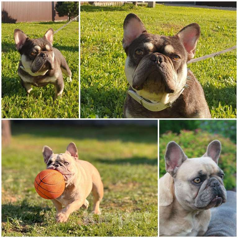 Собаки в Москве: Девочка французский бульдог. Девочка, 60 000 руб. - фото 7