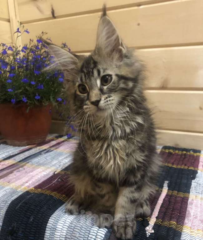 Кошки в Санкт-Петербурге: Кошечка мейн кун чёрная мраморная Девочка, 30 000 руб. - фото 5