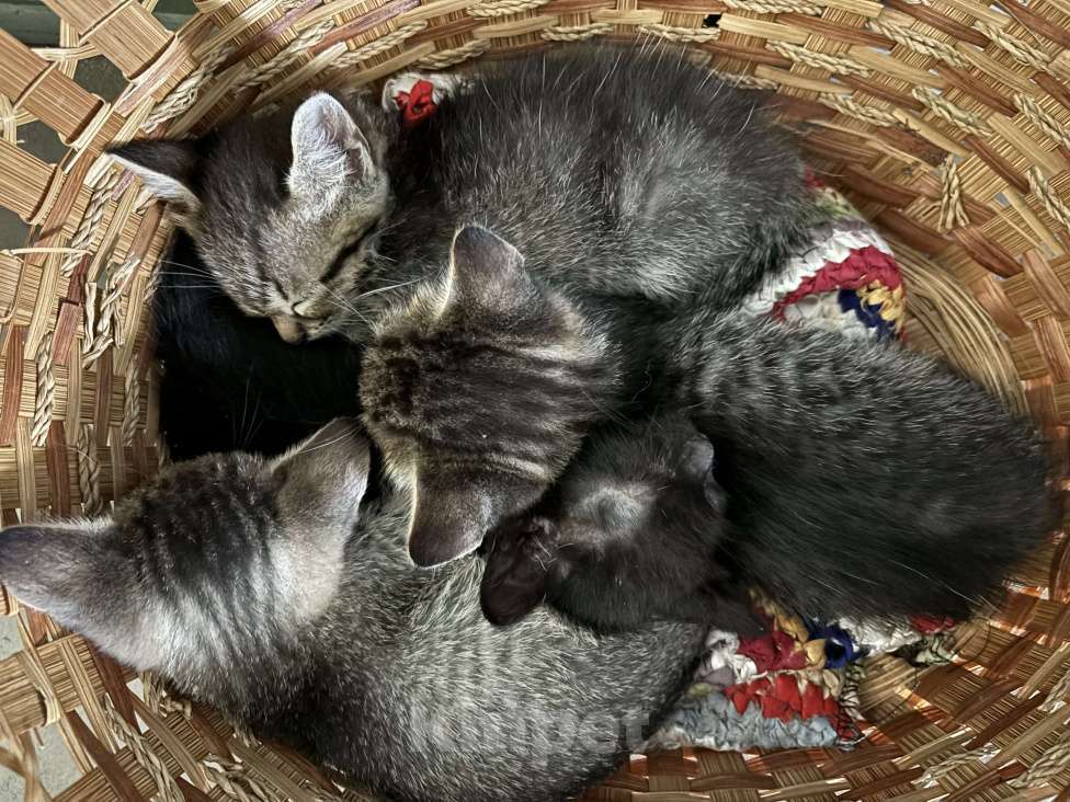 Кошки в Краснодаре: Котята- мышеловы Мальчик, Бесплатно - фото 1