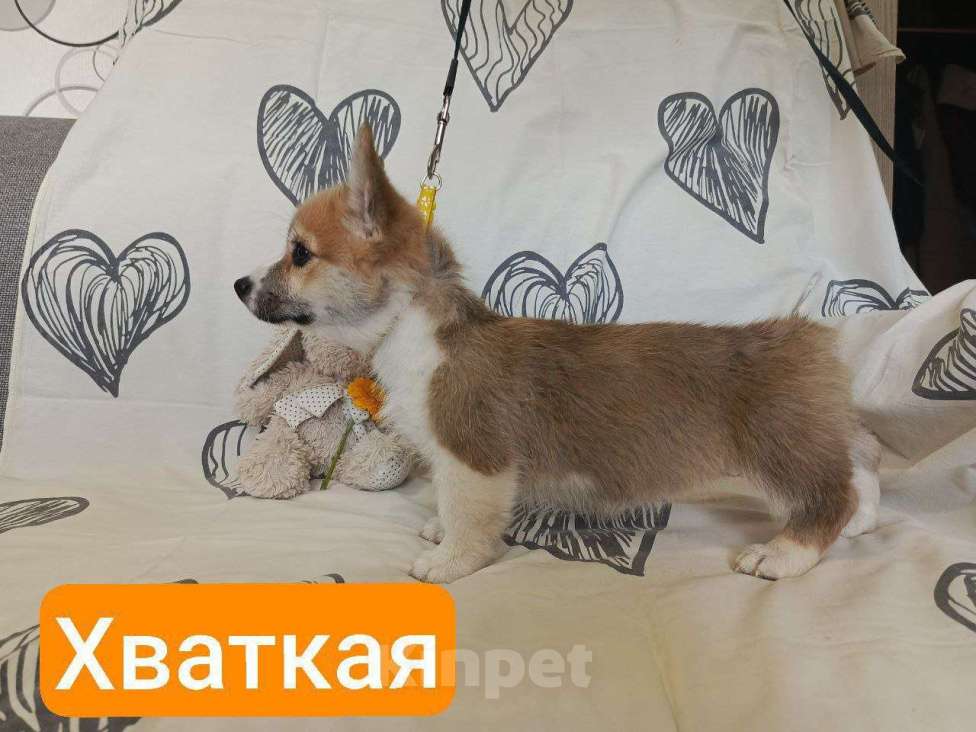 Собаки в других городах Краснодарского края: Щенки  Мальчик, 50 000 руб. - фото 4