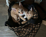 Кошки в Химках: Милкмен Мальчик, Бесплатно - фото 3