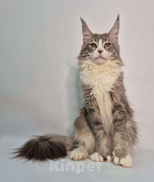 Кошки в Ставрополе: Мейн-Кун Мальчик, 40 000 руб. - фото 1