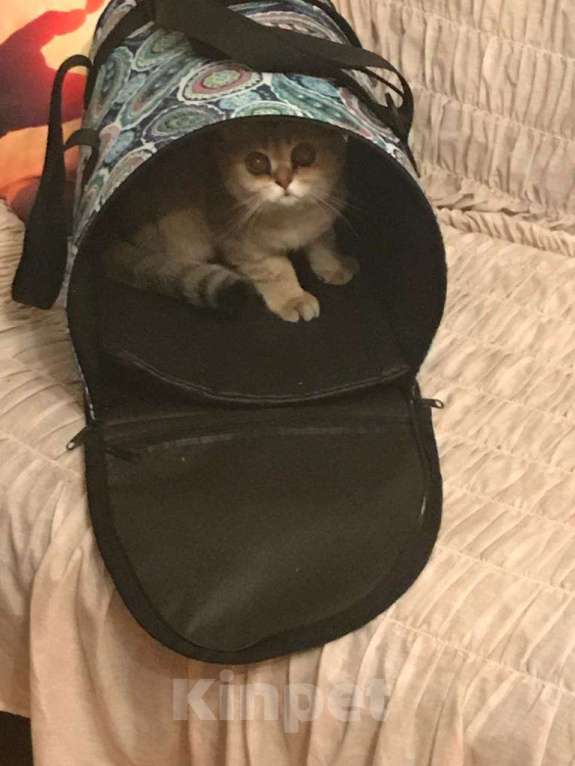 Кошки в Москве: Кошечка в добрые руки Девочка, Бесплатно - фото 4