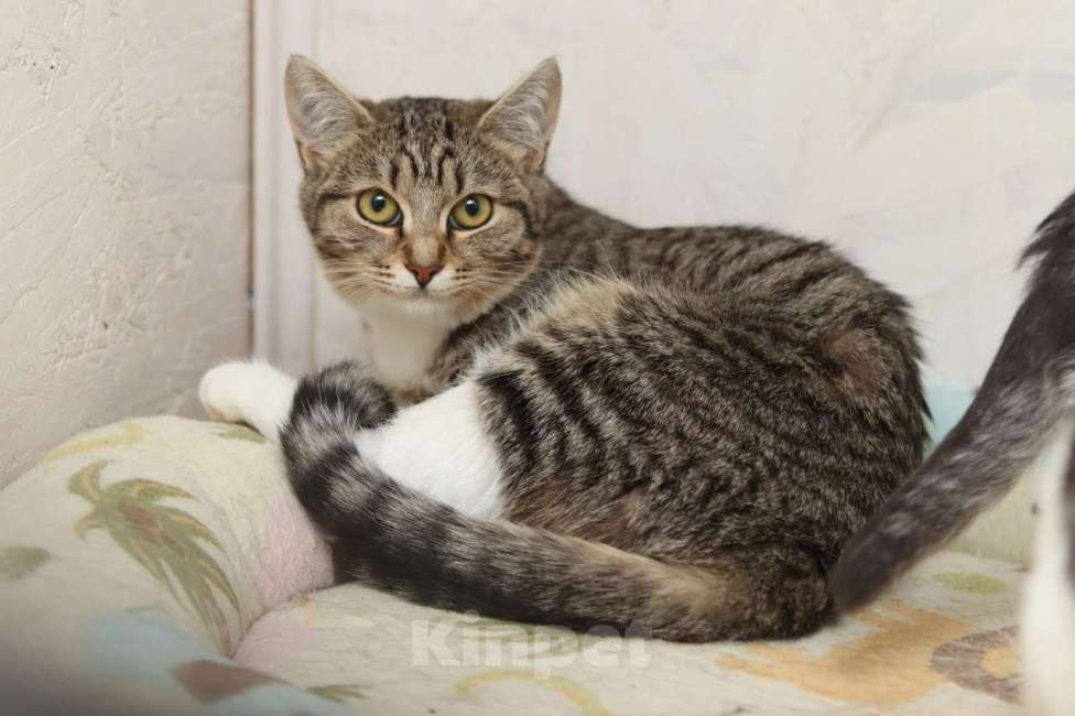 Кошки в Москве: Очаровательные котята (10 мес.) ищут дом Девочка, Бесплатно - фото 7