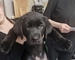 Собаки в Пятигорске: Лабрадор щенки чёрные  Мальчик, 25 000 руб. - фото 7