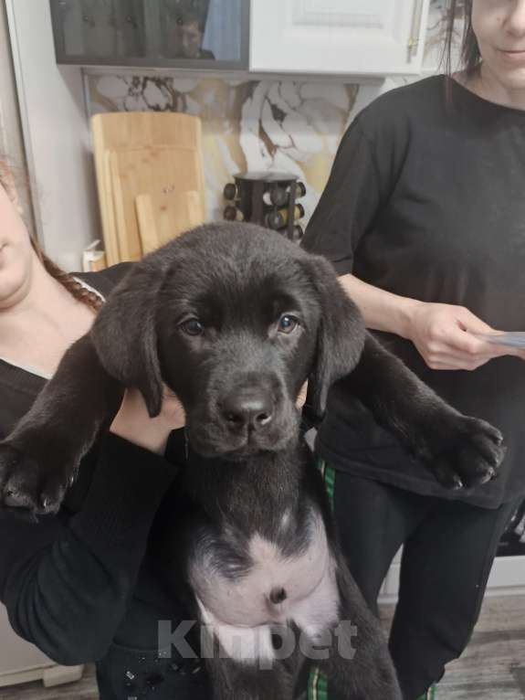 Собаки в Пятигорске: Лабрадор щенки чёрные  Мальчик, 25 000 руб. - фото 7