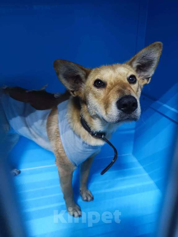 Собаки в Москве: Еле уговорили дать шанс. Собаку Яну выпускают на улицу Девочка, Бесплатно - фото 3