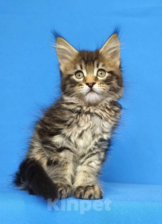 Кошки в Москве: Котёнок Мейн - Кун Мальчик Мальчик, 65 000 руб. - фото 8