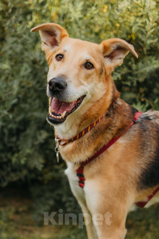 Собаки в Москве: Аристократичный пес ищет семью Мальчик, Бесплатно - фото 4