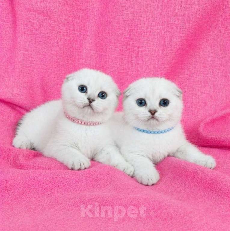 Кошки в Миассе: Девочка скоттиш фолд с голубыми глазами Девочка, 35 000 руб. - фото 5