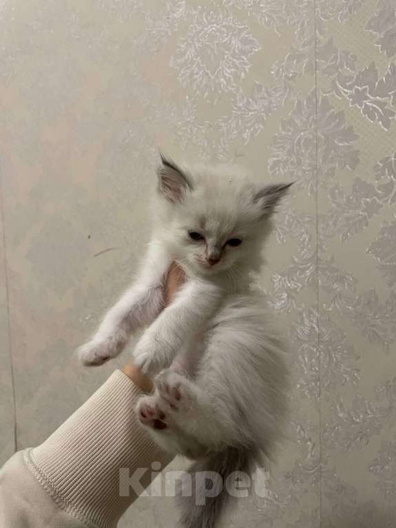 Кошки в Иркутске: Отдам в хорошие руки Мальчик, Бесплатно - фото 2