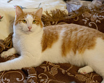 Кошки в Екатеринбурге: Кот Лева Мальчик, Бесплатно - фото 9