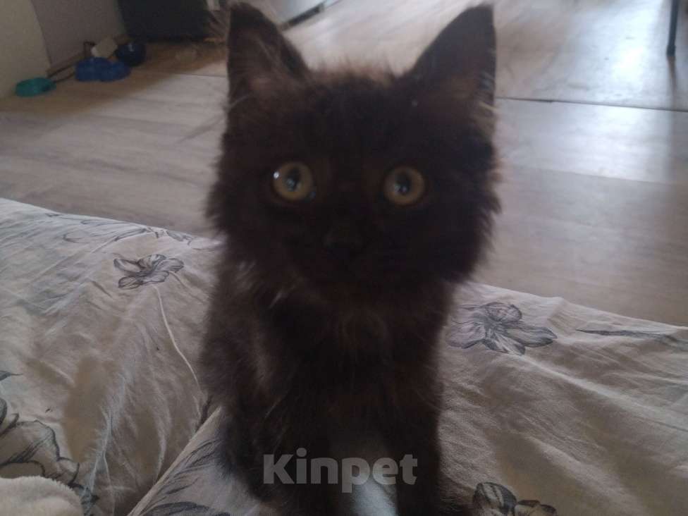 Кошки в Тюмени: Отдам котёнка в добрые руки Мальчик, Бесплатно - фото 4