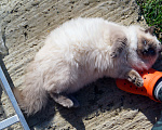 Кошки в Краснодаре: Котята Невская маскарадная кошечка котик пушистые блю поинт окрас Девочка, 17 000 руб. - фото 8