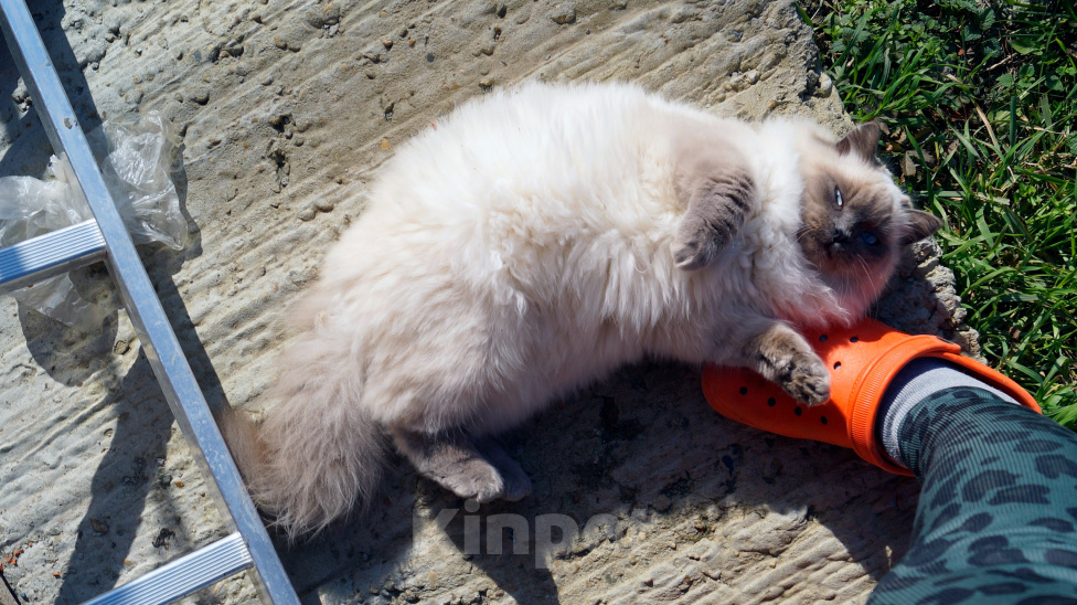 Кошки в Краснодаре: Котята Невская маскарадная кошечка котик пушистые блю поинт окрас Девочка, 17 000 руб. - фото 8