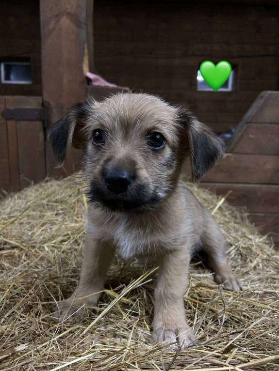 Собаки в Москве: Щенок девочка в добрые руки Девочка, Бесплатно - фото 1