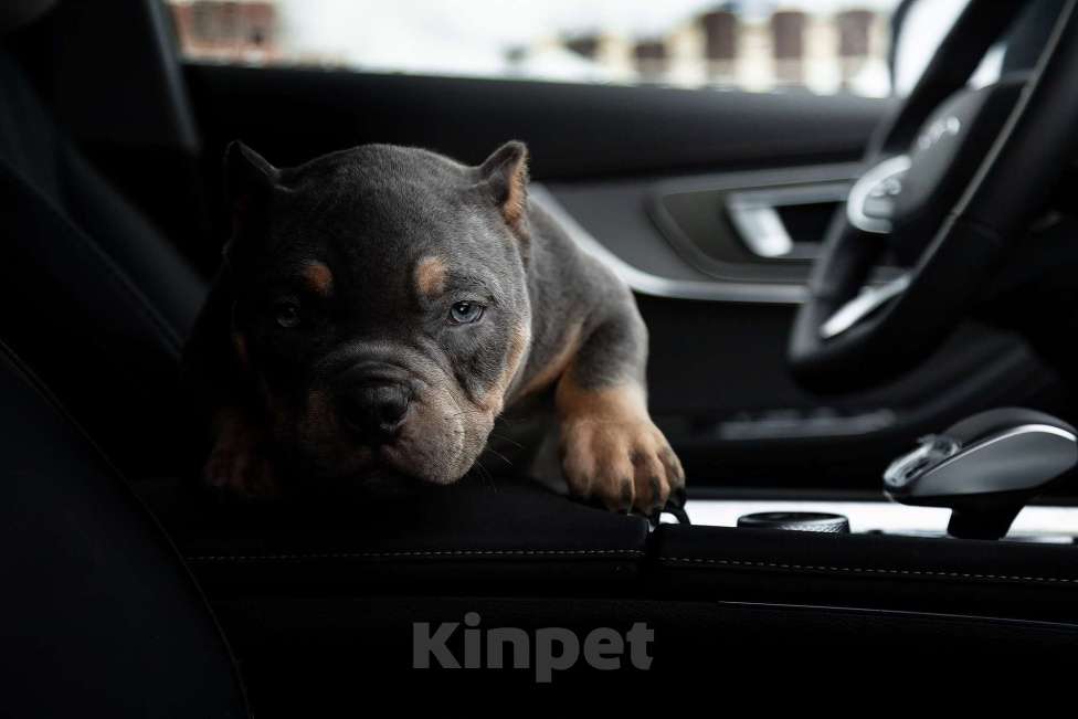 Собаки в Москве: Щенок американского булли покет Мальчик, 170 руб. - фото 4