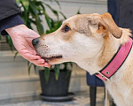 Собаки в Москве: Умный и добрый пес Сэм ищет дом! В добрые руки Мальчик, Бесплатно - фото 4