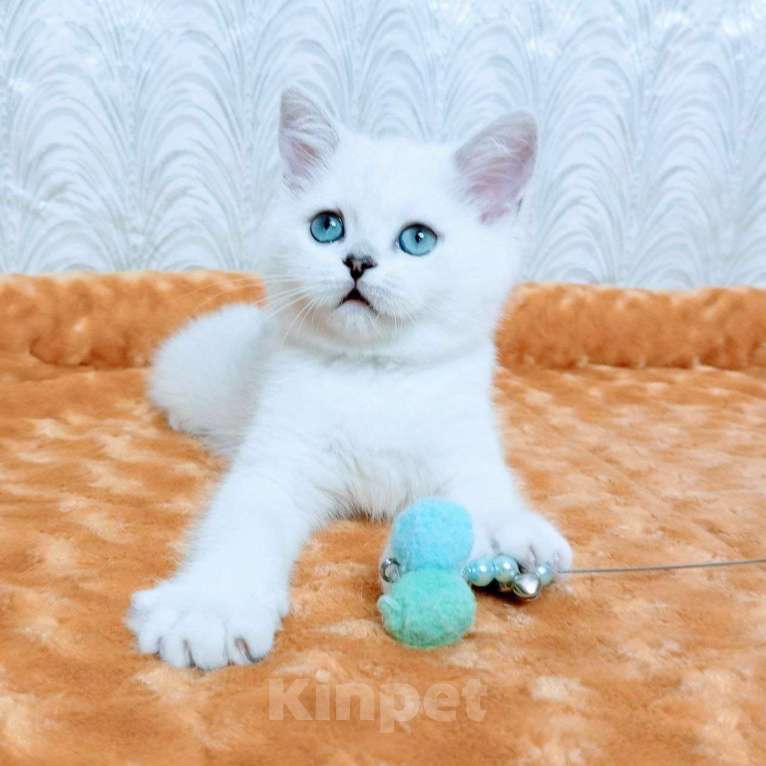 Кошки в Миассе: Ornella Silver Dew Девочка, 35 000 руб. - фото 1