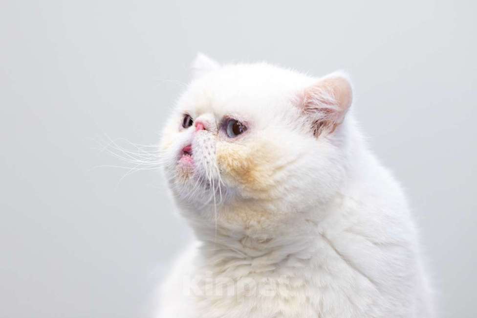 Кошки в Москве: Абу Мальчик, Бесплатно - фото 3