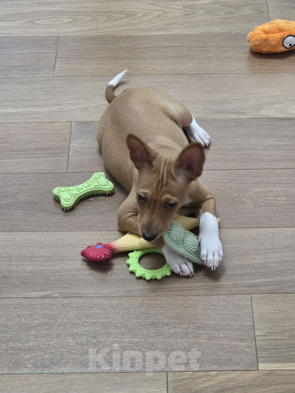 Собаки в Краснодаре: Вольт ждёт новую семью Мальчик, Бесплатно - фото 2