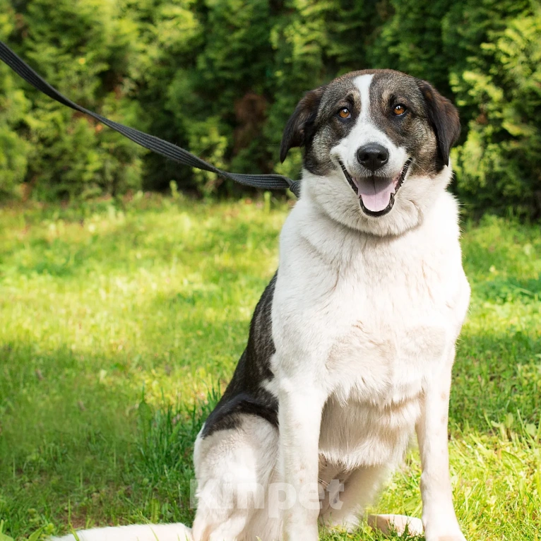 Собаки в Москве: Ласковая Ирэй нуждаетсяв помощи Девочка, Бесплатно - фото 4