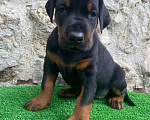 Собаки в других городах Московской области: Щенки добермана Мальчик, 100 000 руб. - фото 8