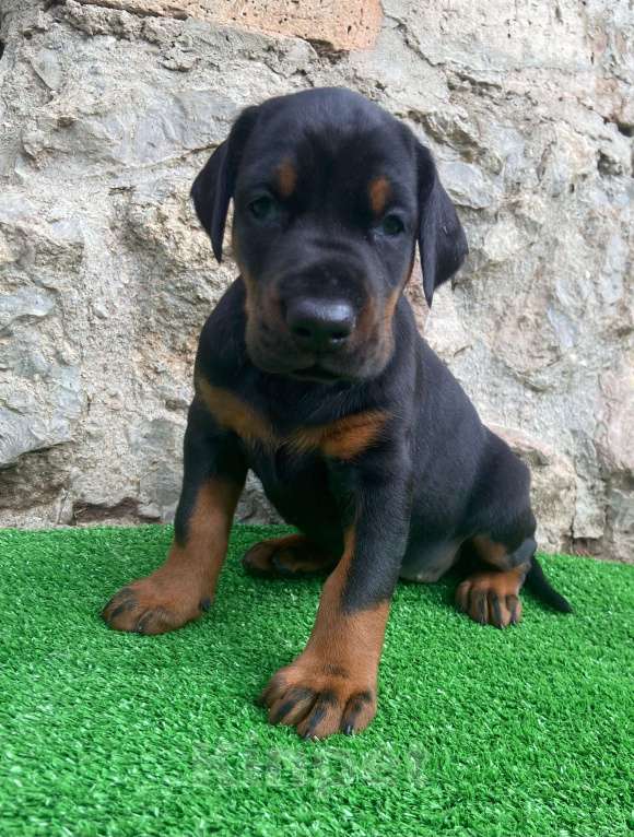 Собаки в других городах Московской области: Щенки добермана Мальчик, 100 000 руб. - фото 8
