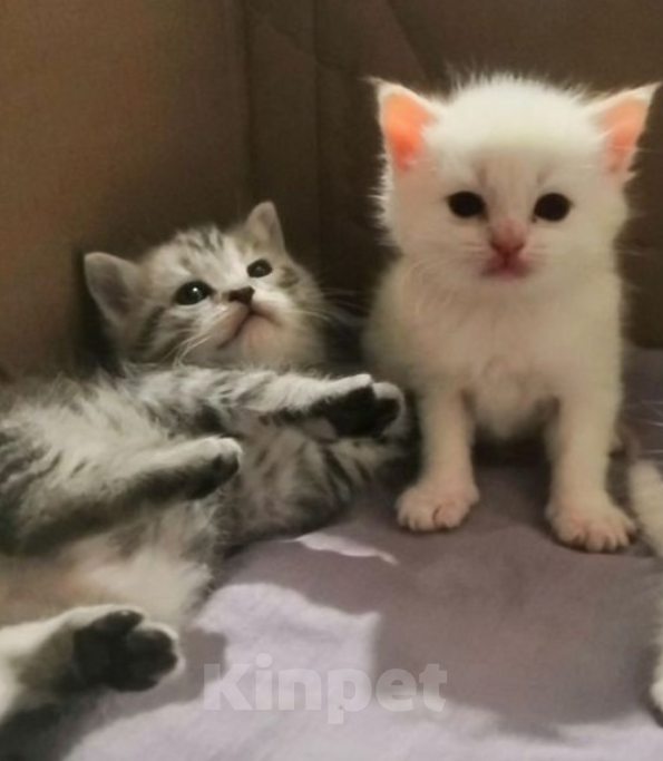 Кошки в Сыктывкаре: Шотландские прямоухие и вислоухие Девочка, 6 500 руб. - фото 4