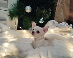Собаки в Анапе: Щенок, чихуахуа мальчик Мальчик, 15 000 руб. - фото 5