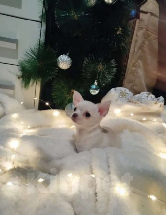 Собаки в Анапе: Щенок, чихуахуа мальчик Мальчик, 15 000 руб. - фото 5