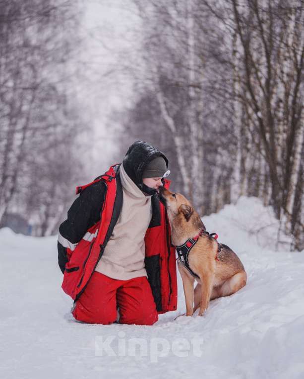 Собаки в Домодедово: Молодая собака Катя в добрые руки Девочка, Бесплатно - фото 6