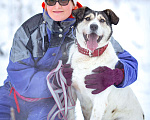 Собаки в Химках: Терьеристый мальчишка в добрые руки Мальчик, Бесплатно - фото 1