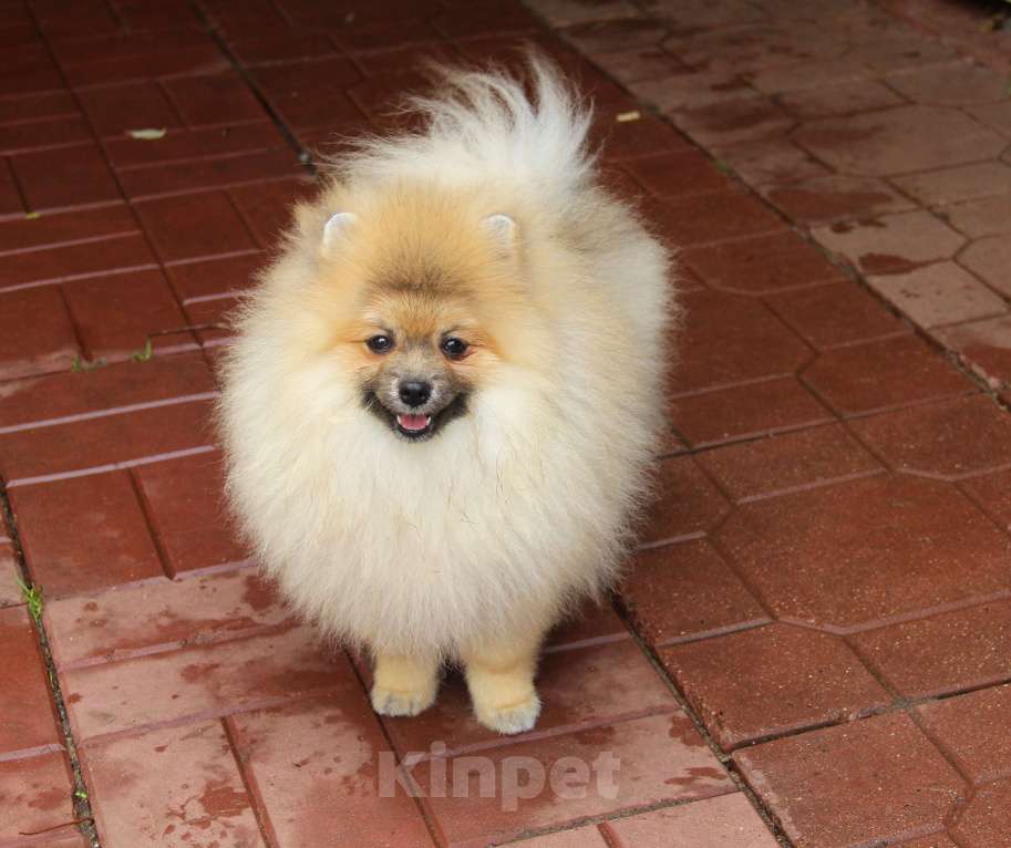 Собаки в Раменском: Мальчик шпица Мальчик, 35 000 руб. - фото 3