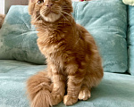 Кошки в Иркутске: Котята мейн-кун. Красного окраса Мальчик, 30 000 руб. - фото 6