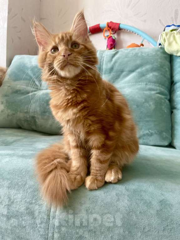 Кошки в Иркутске: Котята мейн-кун. Красного окраса Мальчик, 30 000 руб. - фото 6