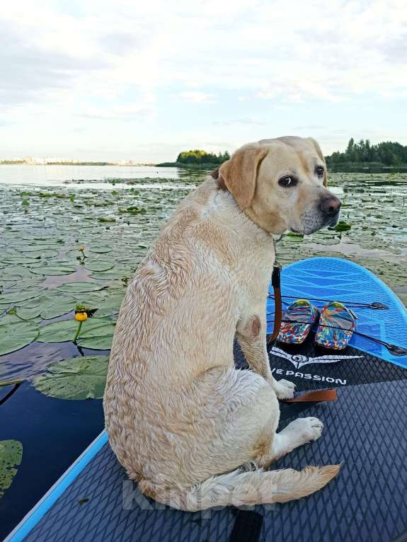 Собаки в Воронеже: Продам/отдам в хорошие руки собаку Девочка, Бесплатно - фото 4