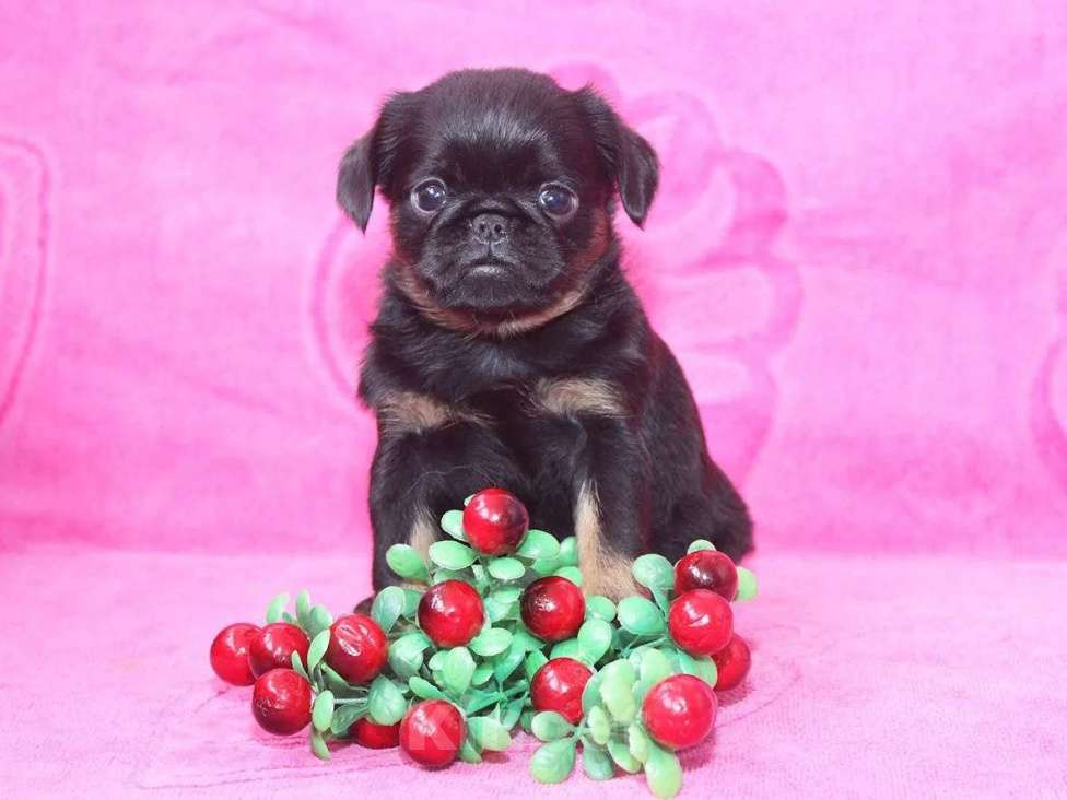 Собаки в Санкт-Петербурге: Ваше счастье Мальчик, 80 000 руб. - фото 3