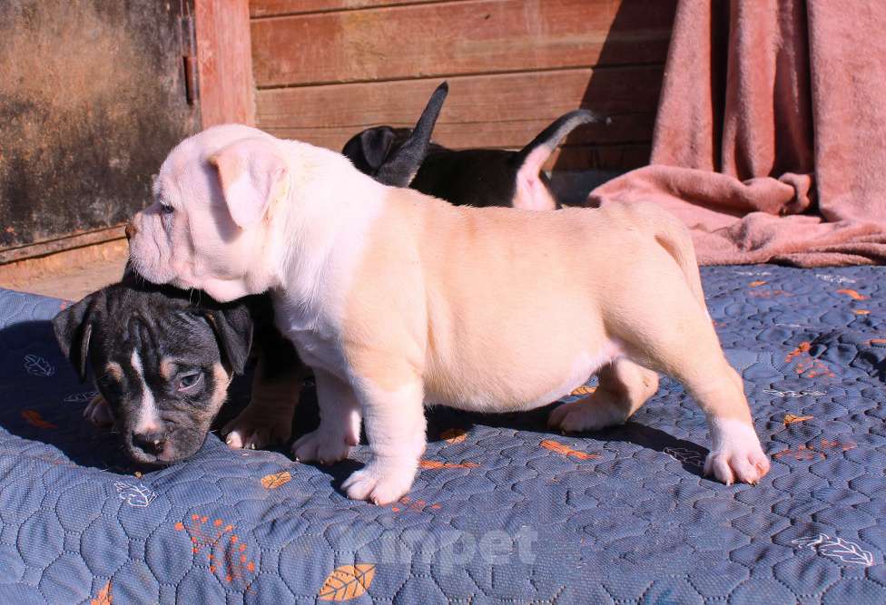 Собаки в Москве: Наши малыши. Разнополые, 80 000 руб. - фото 3