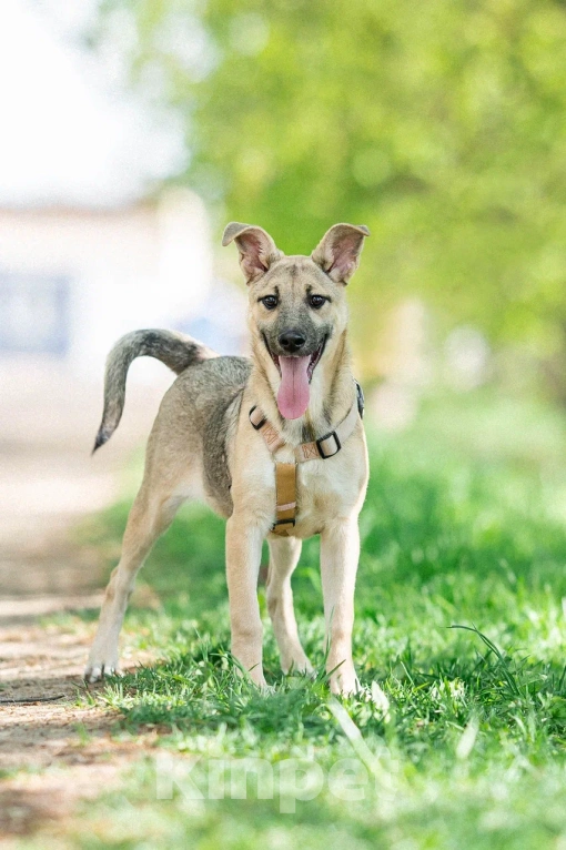 Собаки в Москве: Щенок в дар  Девочка, Бесплатно - фото 2