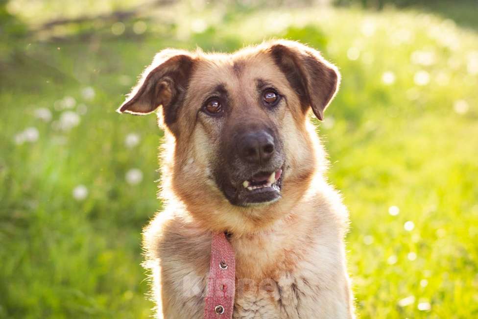 Собаки в Москве: Метис в добрые руки! Девочка, очень умная Девочка, Бесплатно - фото 3
