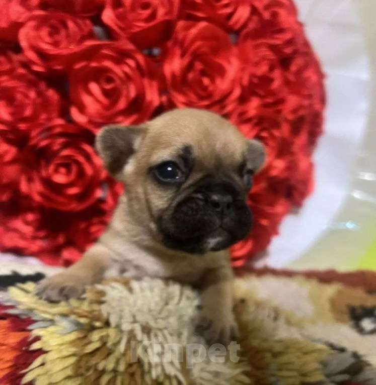 Собаки в Кемерово: Французский бульдог щенки Разнополые, 25 000 руб. - фото 1