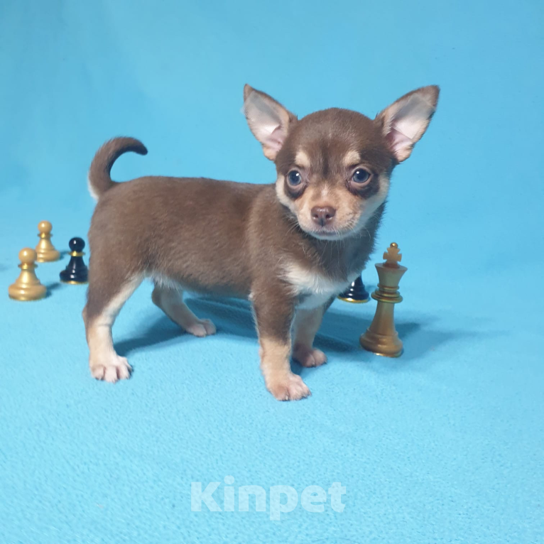 Собаки в Москве: Чихуахуа щенки  Мальчик, Бесплатно - фото 10