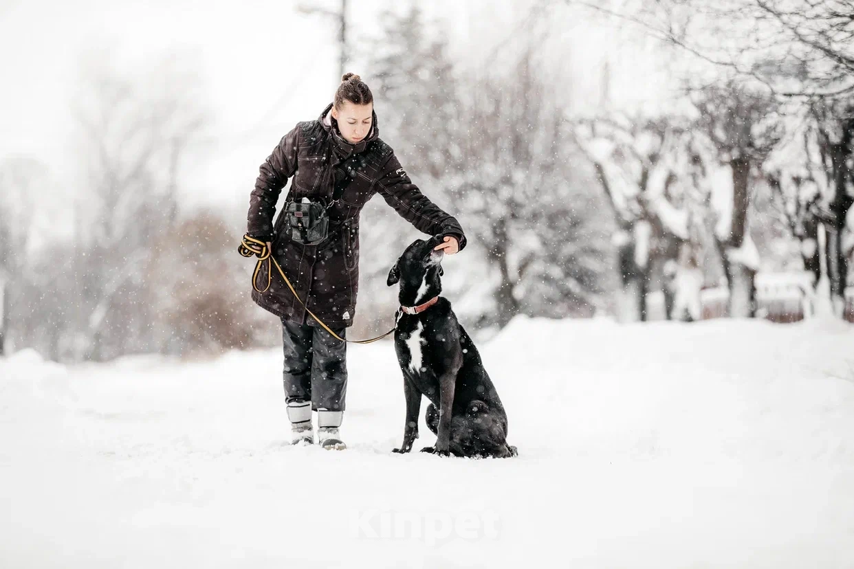 Собаки в Москве: Интеллектуальный и сильный Лавр. Он же Лавров, он же Лавруша. Мальчик, Бесплатно - фото 7