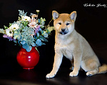 Собаки в Нижнем Новгороде: Сиба ину щенки из питомника KUMIKO YOSHI Девочка, 90 000 руб. - фото 2