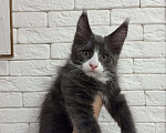 Кошки в Малмыже: Мейн кун котенок, 30 000 руб. - фото 6