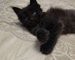 Кошки в Лукоянове: Котята породы Мейн-кун, 12 000 руб. - фото 1