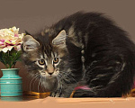 Кошки в Юрьеве-Польском: Мейн-кун мраморная кошка Девочка, 30 000 руб. - фото 1