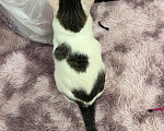 Кошки в Твери: Кота в добрые руки Мальчик, Бесплатно - фото 2